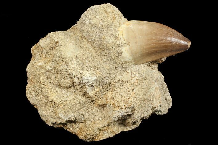 Mosasaur (Prognathodon) Tooth In Rock #70455